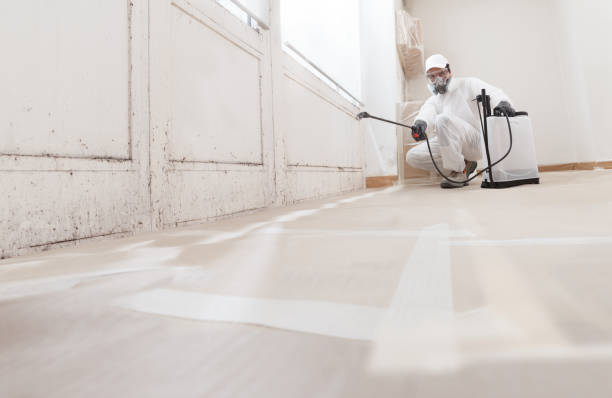 24/7 Emergency Attic Mold Removal experts in Kingsville, TX